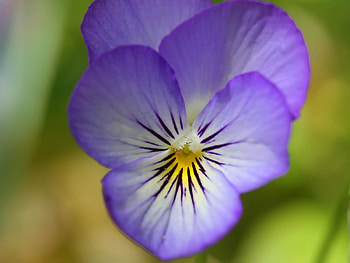 Purple Pansy Flower. jpg, pansy, nature, bloom, flower HD wallpaper