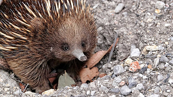 Digital hippie art, Echidna representation, Vibrant colors, Creative design HD wallpaper