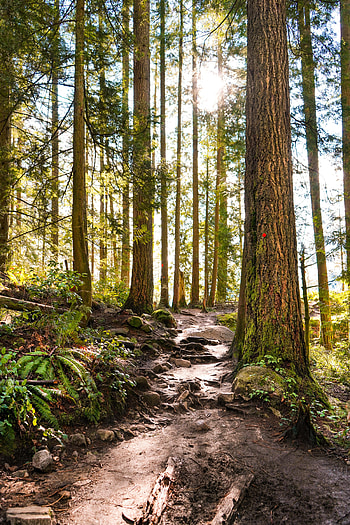 Nature, Trees, Stones, Pine, Forest, Path HD phone wallpaper