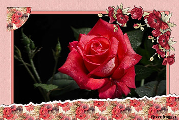 FRAMED ROSE, PRETTY, ROSE, FRAMED HD wallpaper