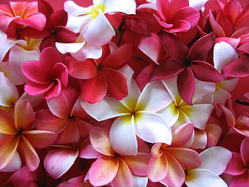 ღ❤ღ, plumeria, beautiful, nature, flower HD wallpaper