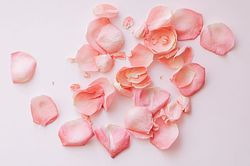 Rose petals, flower HD wallpaper
