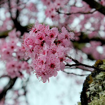Pink, cherry flowers, blossom, spring HD phone wallpaper