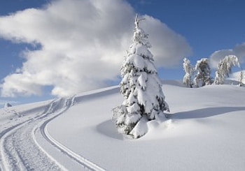 PAISAGEM NEVE, neve, frio, natureza, pinheiro HD wallpaper