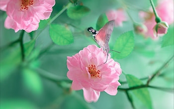 :-), summer, rose, pink, butterfly, flower, green, trandafir, vara HD wallpaper
