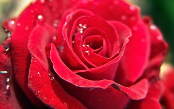 Like red on a rose.., I Love You, Valentines day, Special, Red, Love, Rose HD wallpaper