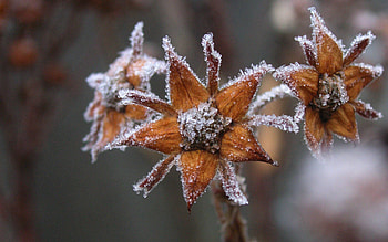 Nature, Flowers, Autumn, Frost, Hoarfrost, Captivity HD wallpaper