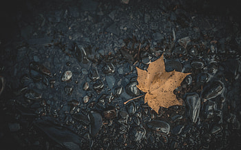 Nature, Water, Stones, Autumn, Sheet, Leaf, Maple, Fallen HD wallpaper