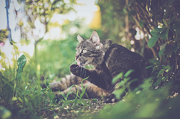 Funny, Animals, Cat, Protruding Tongue, Tongue Stuck Out, Paw HD wallpaper