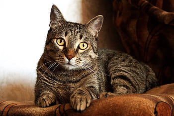 Close-up portrait of a tabby cat with bright eyes, lying down and looking directly at the camera indoors. HD wallpaper