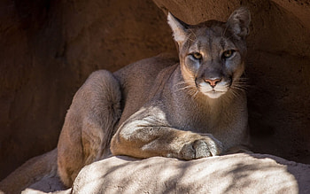 Cougar, Exquisite beauty, Striking presence, Nature's marvel HD wallpaper