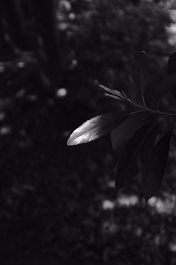 Leaves, Macro, Dark, Branches, Bw, Chb HD phone wallpaper