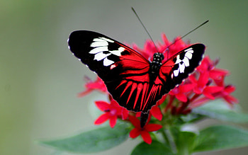 Macro, Bright, Color, Butterfly, Stripes, Streaks, Wings HD wallpaper