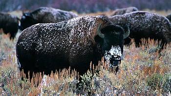 Buffalo, Majestic creatures, Bison in their habitat, Nature's balance HD wallpaper