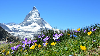 Beautiful Scenery, landscape, nature, flowers, mountain HD wallpaper