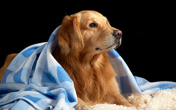 Golden retriever , Beautiful background, resolution, Adorable pet HD wallpaper