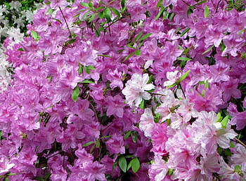 Flowers, Leaves, Beauty, Bloom, Flowering, Azalea HD wallpaper