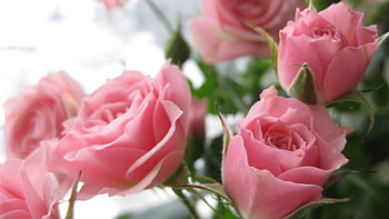 Flowers, Roses, Pink, Petals, Buds HD wallpaper