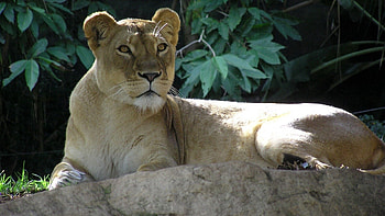 Animals, Leaves, Rock, Young, To Lie Down, Lie, Shadow, Lion, Stone HD wallpaper