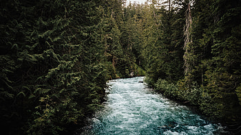 Nature, Water, Rivers, Trees, Forest HD wallpaper