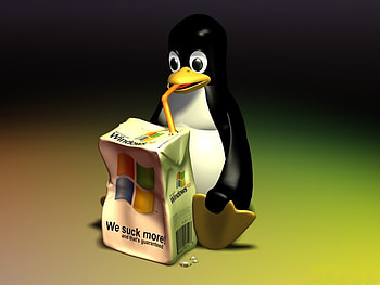 Juice Penguin, penguin, juice, windows, animals, other, funny HD wallpaper
