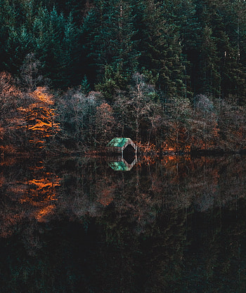 Nature, Trees, Lake, Reflection, Wharf, Berth, Abandoned, Like, Jetty HD phone wallpaper