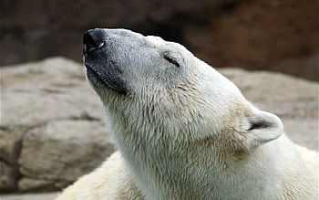 Animals, Nature, Polar Bear, Pose HD wallpaper