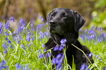 Animals, Flowers, Grass, Muzzle, Retriever, Labrador HD wallpaper