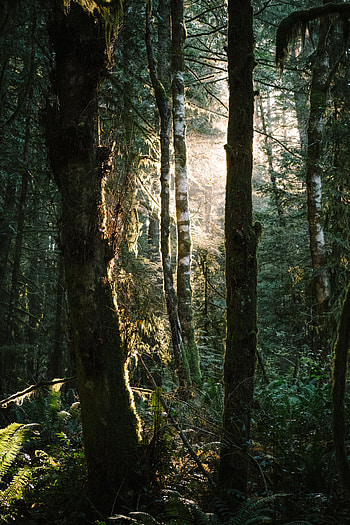 Nature, Trees, Grass, Ferns, Beams, Rays, Forest HD phone wallpaper