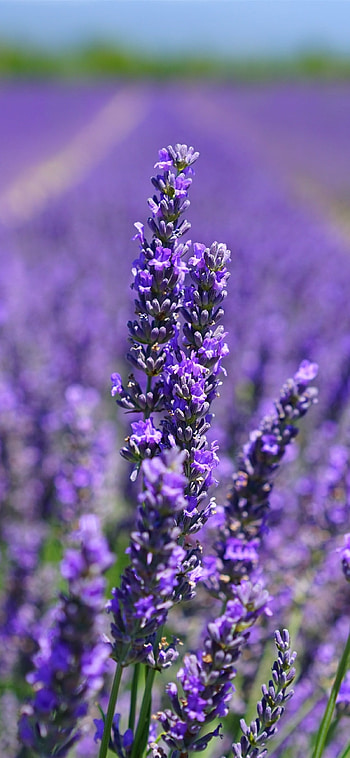Lavender , Nature's palette, Floral extravaganza, Vibrant hues HD phone wallpaper