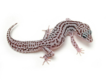 Leopard gecko variety, Stunning reptiles, beauty, Kodi HD wallpaper