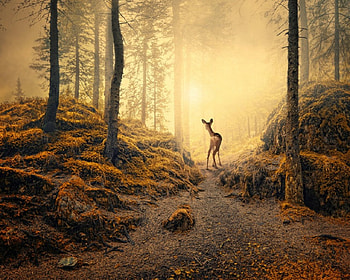 Forest deer, deer, animals, path, trees, forests, nature HD wallpaper