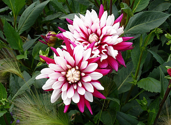 Flowers, Motley, Greens, Flower Bed, Flowerbed, Dahlias, Variegated HD wallpaper