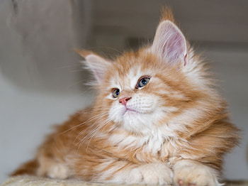 Kitten, pisica, animal, cute, cat, maine coon HD wallpaper