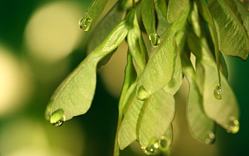 Leaves, Drops, Plant, Macro, Seeds, Seed HD wallpaper