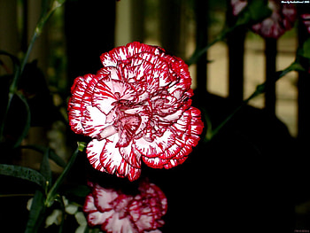 Flowers, Carnations, Close-Up, Variegated, Mottled HD wallpaper