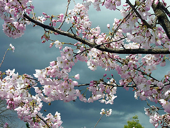 Flowers, Sky, Wood, Tree, Branches, Bloom, Flowering, Mainly Cloudy, Overcast, Spring HD wallpaper