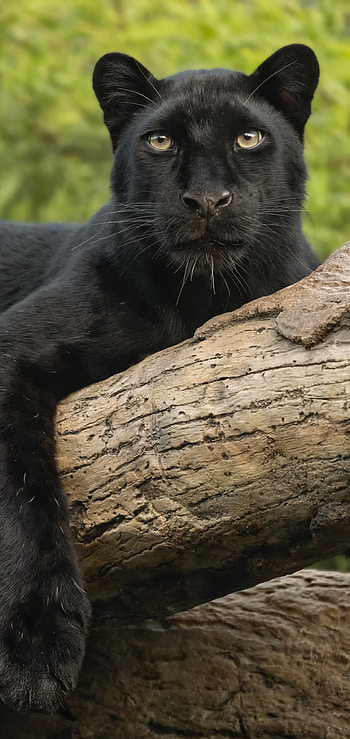 Stunning black panther, Animal kingdom beauty, Nature's masterpiece, Elegant predator HD phone wallpaper