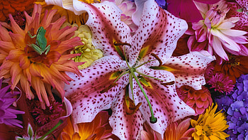 Plants, Flowers HD wallpaper