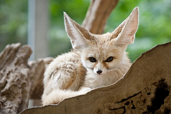 Fennec Fox, Mobile fox companion, Desert creature, Playful nature HD wallpaper