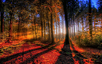 Landscape, Trees, Roads HD wallpaper