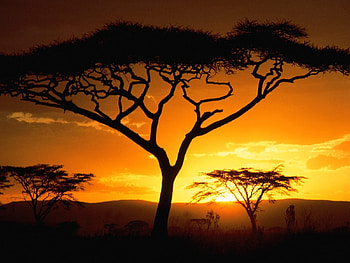 Landscape, Trees, Sunset HD wallpaper