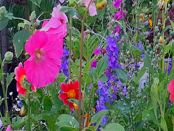 my wildflowers, pink and purple, garden, nature, flowers HD wallpaper