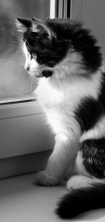 Black & White, baby animal, kitten, Animal, cat HD phone wallpaper