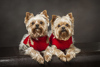 ╰✿✿╮╰✿✿╮╰✿✿╮, dog, animal, dogs, animals HD wallpaper