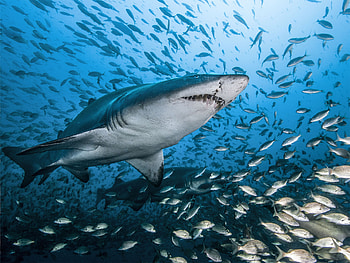 Close-up, Sharks HD wallpaper