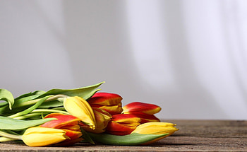 Flowers, Tulips, To Lie Down, Lie, Surface HD wallpaper
