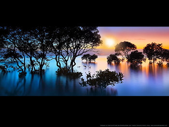 Australian Sunset, blue, colorful, black, bush, sunrise, mist, reeds, vivid, bright, trees, sun, silhouette, sunset, swamp, grass, orange, purple, light, yellow, clouds, sky, colourful HD wallpaper