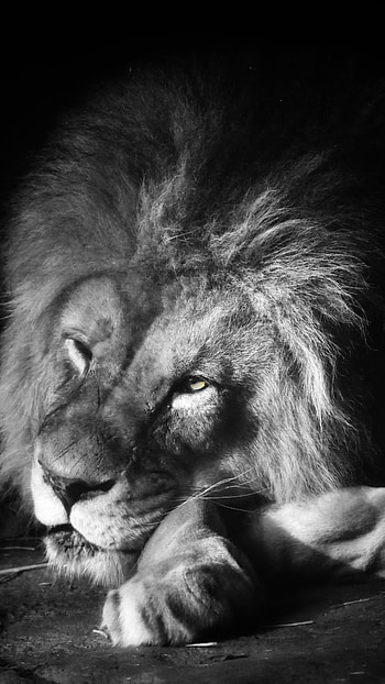 One Eye Open, black and white, lion, sleeping HD phone wallpaper