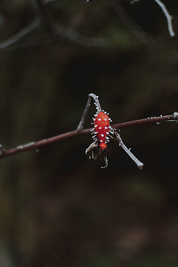 Ice, Macro, Branch, Berry HD phone wallpaper